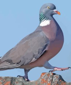 Wood Pigeon Bird Diamond Painting