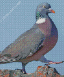 Wood Pigeon Bird Diamond Painting