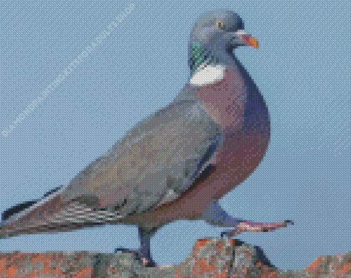 Wood Pigeon Bird Diamond Painting