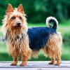 Adorable Australian Terrier Dog Diamond Painting