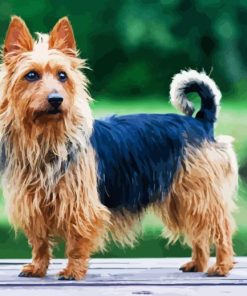 Adorable Australian Terrier Dog Diamond Painting