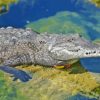 American Crocodile In Water Diamond Painting