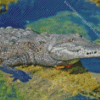 American Crocodile In Water Diamond Painting