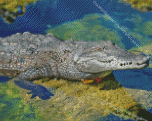 American Crocodile In Water Diamond Painting