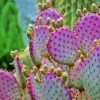 Cactus Purple Plant Diamond Painting