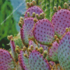 Cactus Purple Plant Diamond Painting