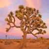 California Joshua Tree National Park Diamond Painting