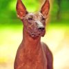 Hairless Mexican Dog Diamond Painting