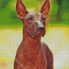 Hairless Mexican Dog Diamond Painting