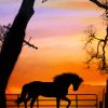 Horse Silhouette Sunset Diamond Painting