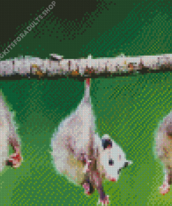 Opossum Animals Diamond Painting