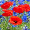 Red Poppies And Blue Cornflowers Diamond Painting