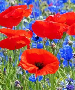 Red Poppies And Blue Cornflowers Diamond Painting