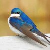 Tree Swallow Diamond Painting