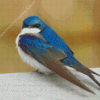 Tree Swallow Diamond Painting