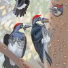 Acorn Woodpecker Bird Diamond Painting