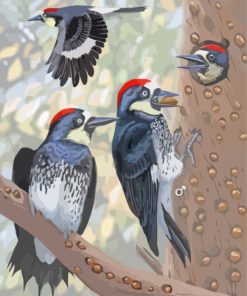 Acorn Woodpecker Bird Diamond Painting