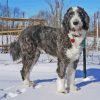 Aussiedoodle In Snow Diamond Painting