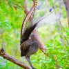 Beautiful Lyrebird Diamond Painting