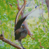 Beautiful Lyrebird Diamond Painting