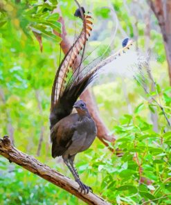 Beautiful Lyrebird Diamond Painting