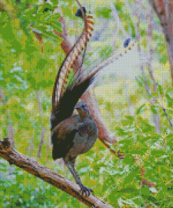 Beautiful Lyrebird Diamond Painting