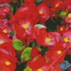 Begonia Flowers Diamond Painting