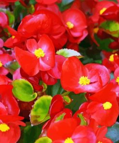 Begonia Flowers Diamond Painting