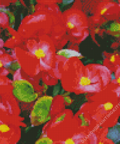 Begonia Flowers Diamond Painting