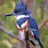 Belted Kingfisher Bird Diamond Painting