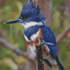 Belted Kingfisher Bird Diamond Painting