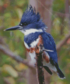 Belted Kingfisher Bird Diamond Painting