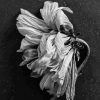 Black And White Dead Flower Diamond Painting