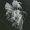 Black And White Dead Flower Diamond Painting