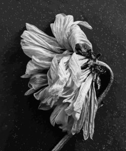 Black And White Dead Flower Diamond Painting