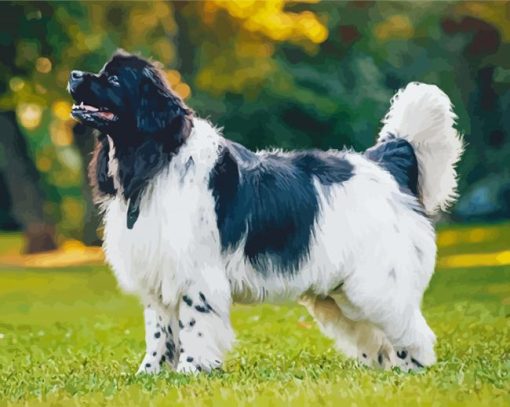 Black And White Newfoundland Dog Diamond Painting