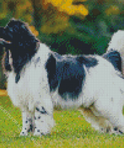 Black And White Newfoundland Dog Diamond Painting