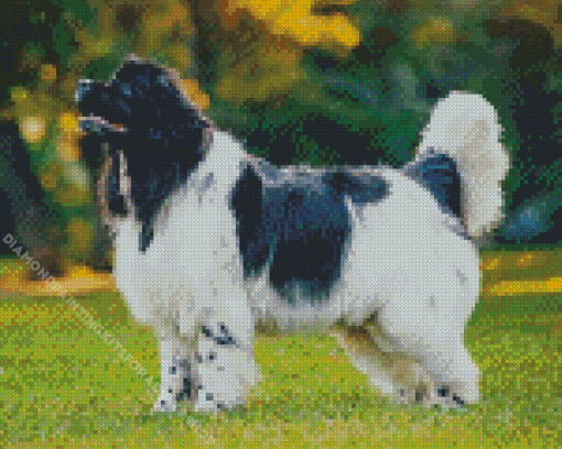 Black And White Newfoundland Dog Diamond Painting