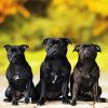 Black Staffies Dogs Diamond Painting