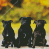 Black Staffies Dogs Diamond Painting