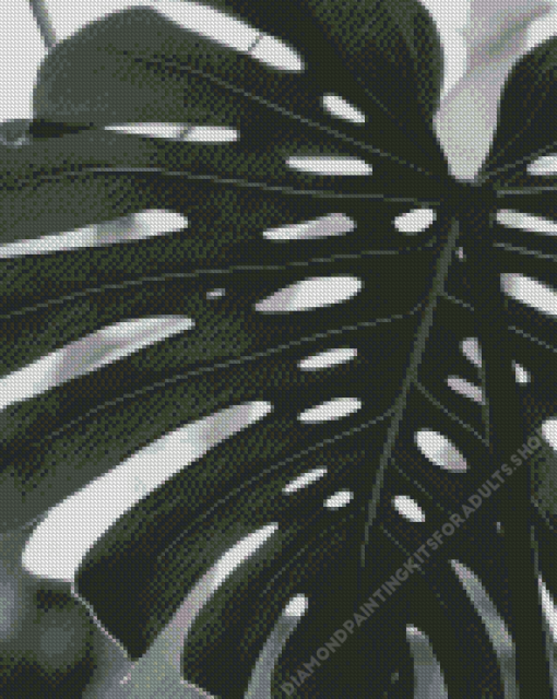 Black and White Swiss Cheese Plant Diamond Painting