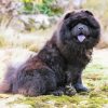 Black Chow Chow Diamond Painting