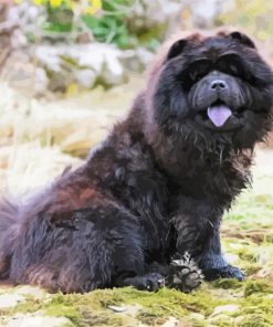 Black Chow Chow Diamond Painting