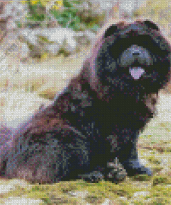 Black Chow Chow Diamond Painting