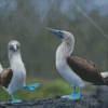 Blue Footed Boobies Birds Diamond Painting