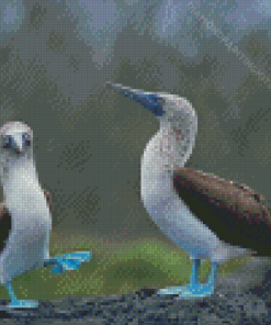 Blue Footed Boobies Birds Diamond Painting