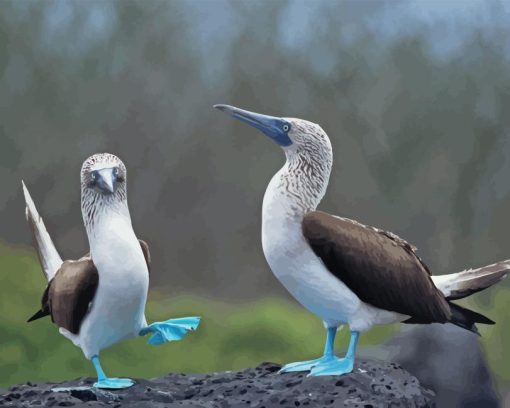 Blue Footed Boobies Birds Diamond Painting