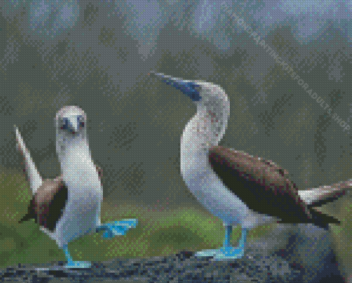 Blue Footed Boobies Birds Diamond Painting