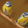 Bluetits Birds Diamond Painting