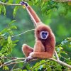 Brown Gibbon Monkey Diamond Painting